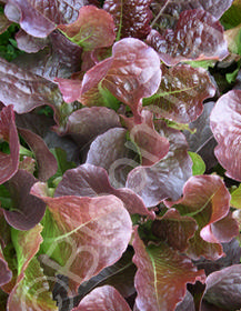 Lactuca sativa 'Petite Rouge'